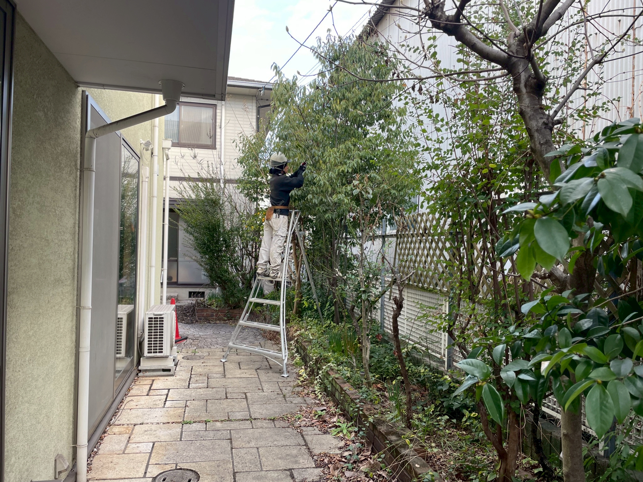 剪定前の庭木